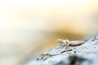 Kuraklık - nehir yukarı küresel ısınma kurutulmuş.