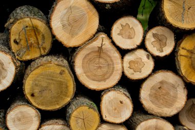 ahşap günlükleri küme içinde yığılmış kesmek