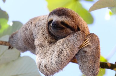Happy Sloth clipart