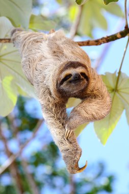 Happy Sloth clipart