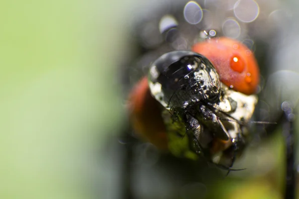 Isolerade närbild, house fly på grön bakgrund — Stockfoto