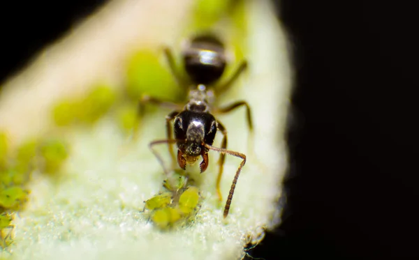 ANT's garden, ekologia, mrówki i aphis — Zdjęcie stockowe