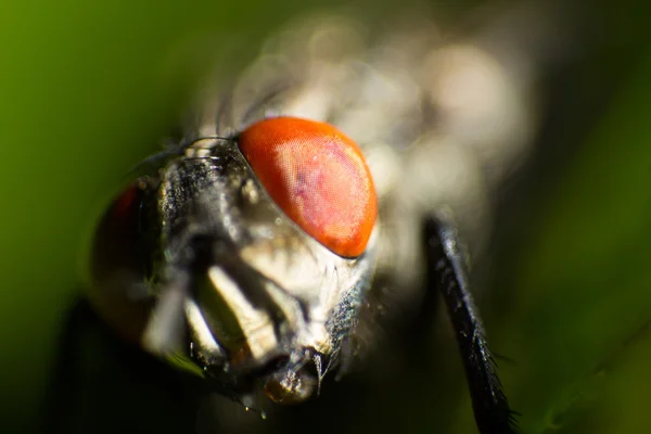 Isolated close up, house fly on the green background — Stock Photo, Image