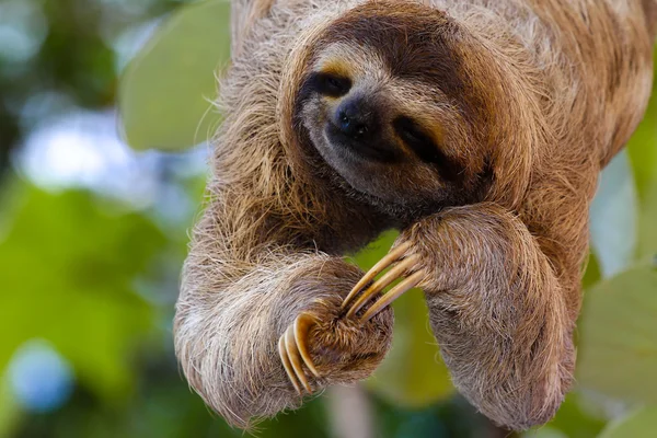 Happy Sloth — Stock Photo, Image