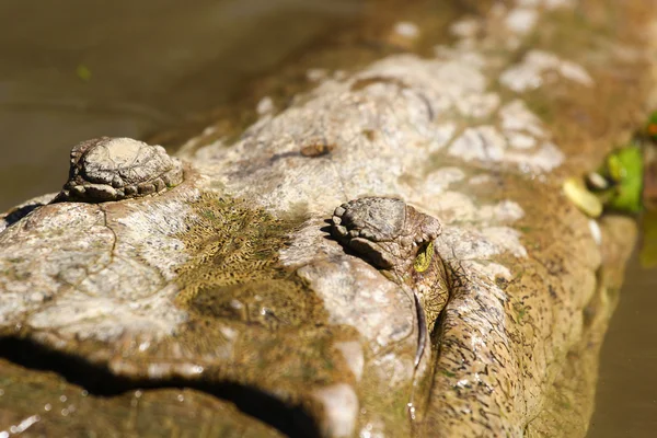 Crocodile — Stock Photo, Image