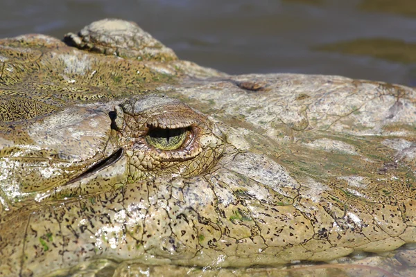 Crocodile — Stock Photo, Image