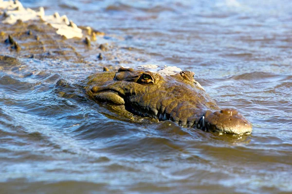 Crocodile — Stock Photo, Image