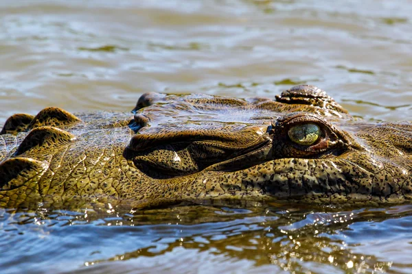 Crocodile — Stock Photo, Image