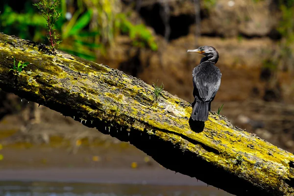 Cormorão — Fotografia de Stock