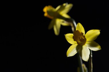 Güzel nergis siyah arka plan üzerine izole kapatmak.