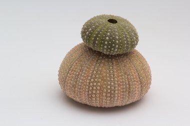 Beyaz bir arka plan üzerinde izole renkli deniz kestanesi 