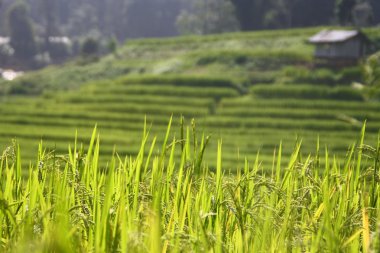 Under konturlu pirinç