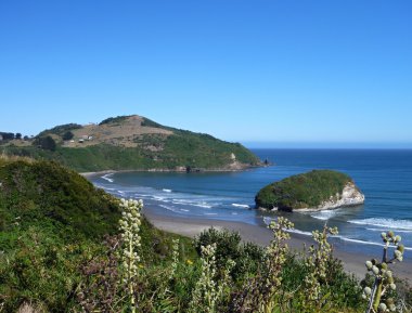 Pinguin rezervasyon islotes de punihuil Şili'deki chiloe adada