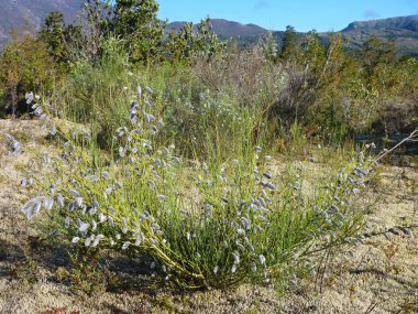 bir dağ manzarası içinde yeşil bir bitki