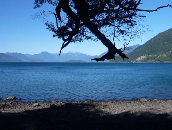 Manhã na costa de lago com silhueta de uma árvore — Fotografia de Stock