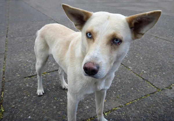 white dog with blue eyes on a pavement