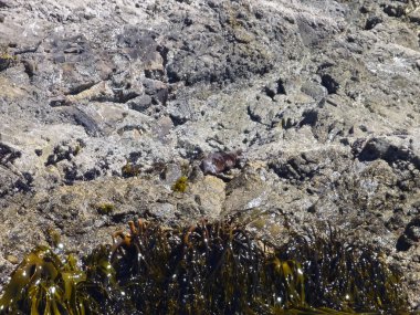 Pinguins rezervasyon punihuil chiloe Adası Şili'de