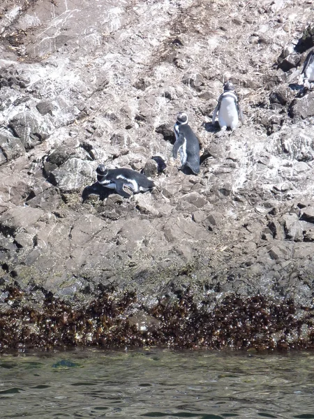 Pinguins in reservaties punihuil op chiloe eiland in Chili — Stockfoto