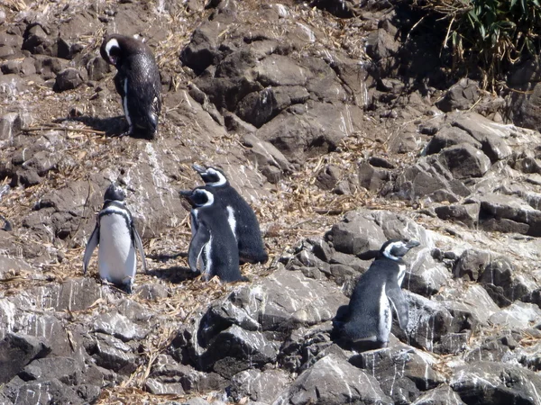 Pinguinos en reserva punihuil en isla chiloé en chile — Foto de Stock