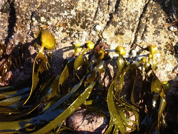 green and brown sea plants on a rock