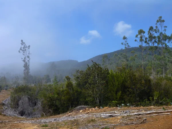 Mañana brumosa en un bosque verde —  Fotos de Stock