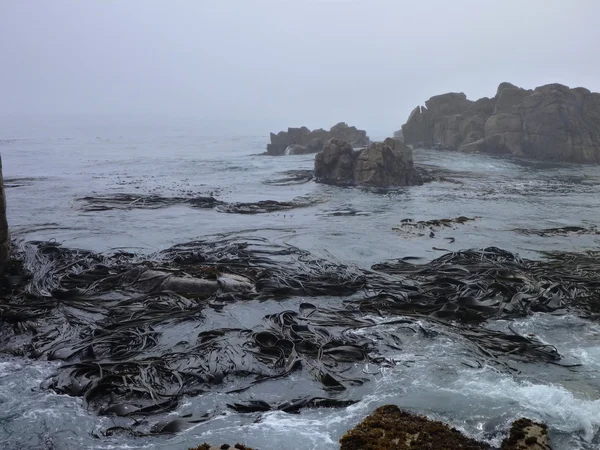 Mlhavé ráno skalnatém pobřeží Tichého oceánu — Stock fotografie