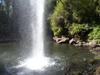 Bazalt kaya derin bir ormandaki küçük şelale akan