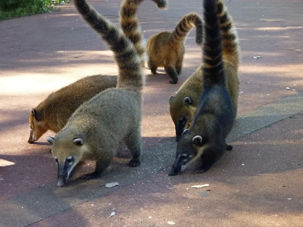 Coati dans un restaurant à iguacu chutes — Photo