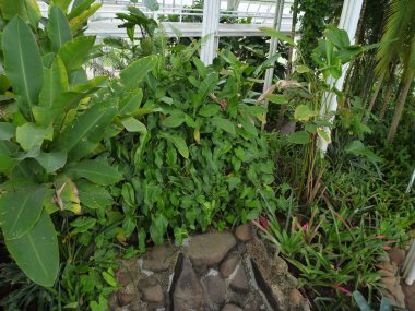 yeşil bitkiler botanik bahçesi içinde büyük yaprakları ile