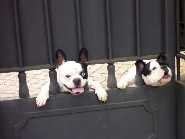 Malé černé a bílé roztomilé psy při pohledu přes zavřená brána — Stock fotografie