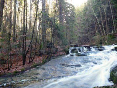 bir ormandaki küçük dağ dere