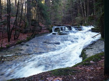 bir ormandaki küçük dağ dere