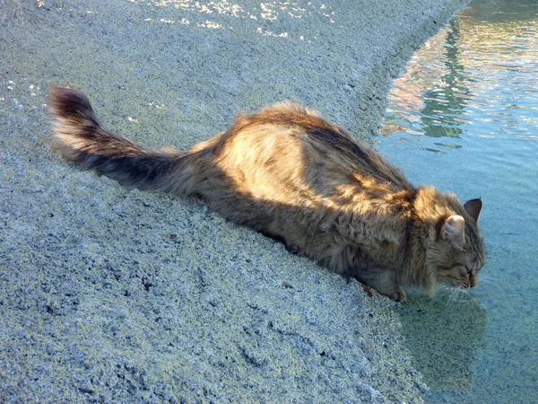 Beber gato de uma piscina exterior — Fotografia de Stock