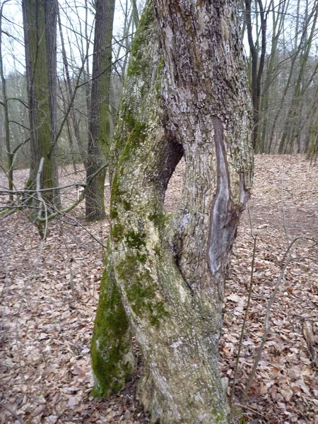 Hål i en trädstam i en djup skog — Stockfoto