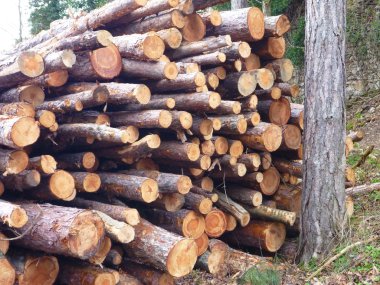 ahşap ağaç gövdeleri scocked