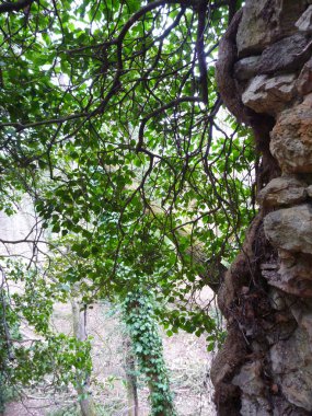Sarmaşık dalları kapsayan bir yobaz yeşil yaprakları ile