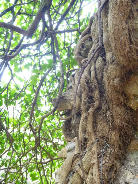 Branches de lierre avec des feuilles vertes couvrant une vieille ruine — Photo