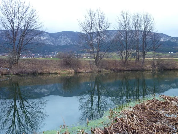gölet zekâ ağaçların altında Hohe değnek cliff Avusturya yansıyan