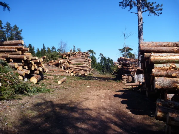 Troncos de árbol cocidos en la madera — Foto de Stock