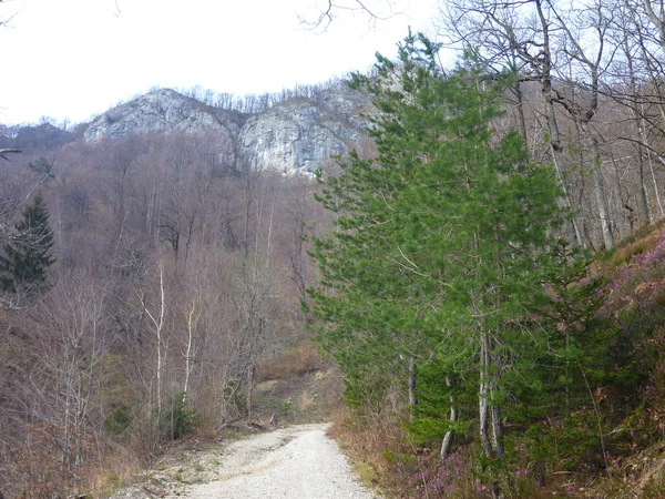 Approach trail to rock climbing cliff in kotecnik slovenia — Stock Photo, Image