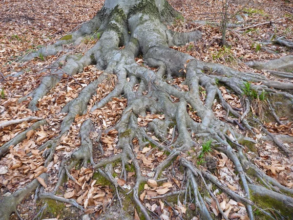 Raíces de un haya en el bosque — Foto de Stock