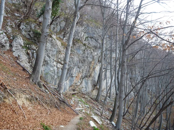 암벽 등반 kotecnik 슬로베니아에 절벽에 접근 흔적 — 스톡 사진