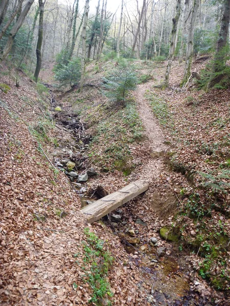 Étroit pont en bois sur un ruisseau dans le bois — Photo