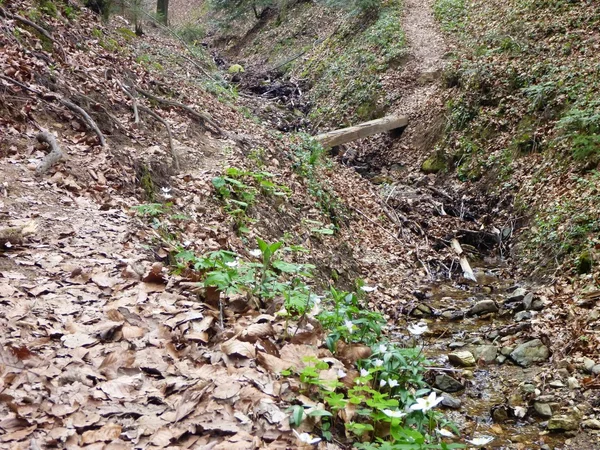 Puente de madera estrecho sobre un arroyo en el bosque — Foto de Stock