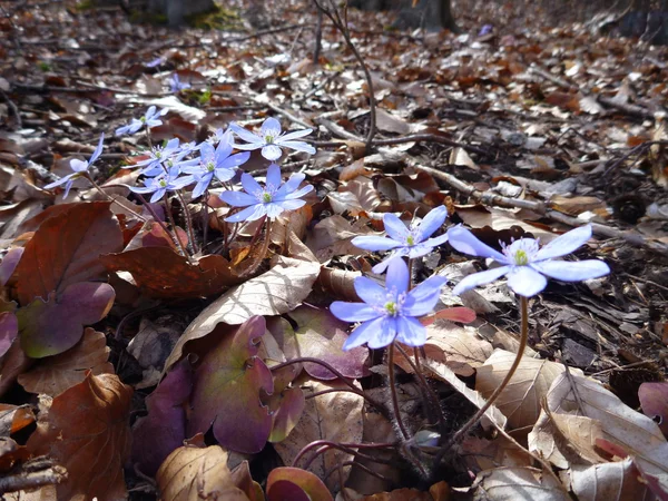 Violett vårblomma i gamla löv — Stockfoto