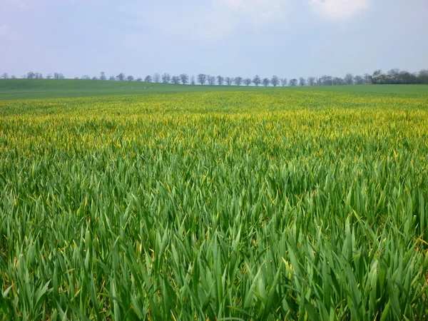 Grüne Wiese bei sonnigem Frühlingswetter — Stockfoto