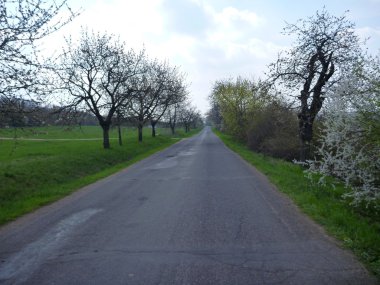 satır bir yol boyunca ağaçlarının