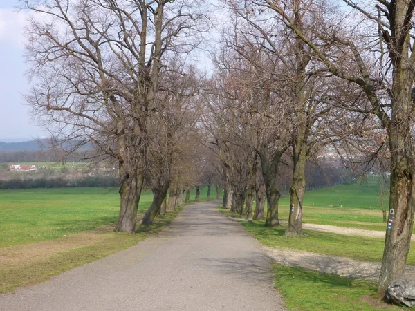 satır bir yol boyunca ağaçlarının