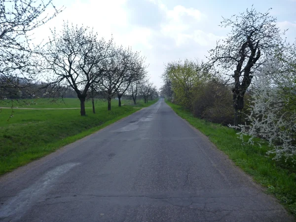 satır bir yol boyunca ağaçlarının