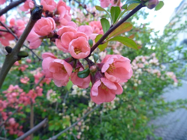 Detalhe de um ramo de uma árvore rosa em flor — Fotografia de Stock